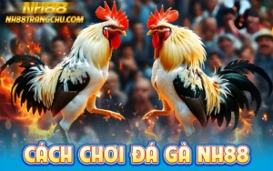 cách chơi đá gà nh88