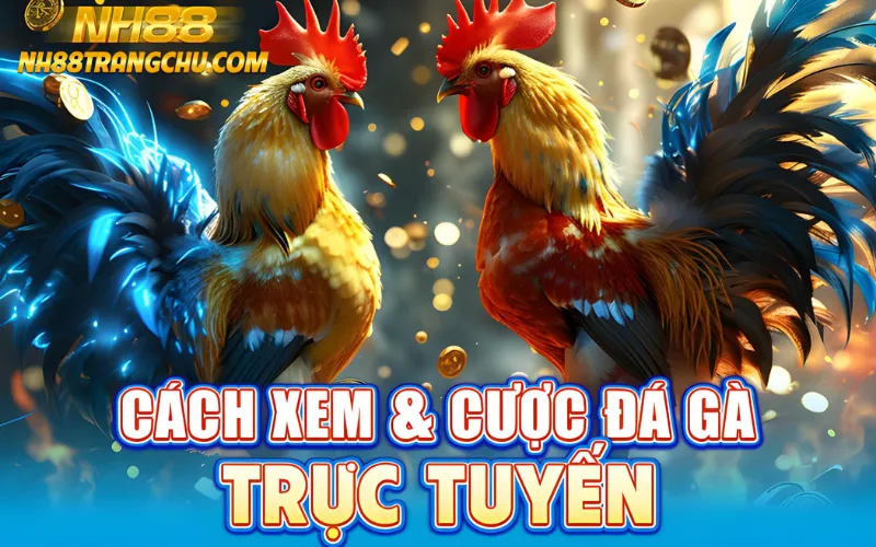 Cách xem và cược đá gà trực tuyến NH88: đăng nhập, nạp, chọn trận, đặt kèo"
