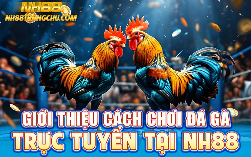 Giới thiệu cách chơi đá gà trực tuyến tại NH88 – livestream 4K đa góc