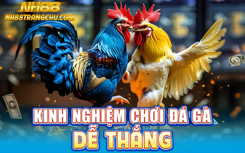 Kinh nghiệm chơi đá gà NH88 để thắng – ghi nhớ vảy, cân nặng, khung giờ
