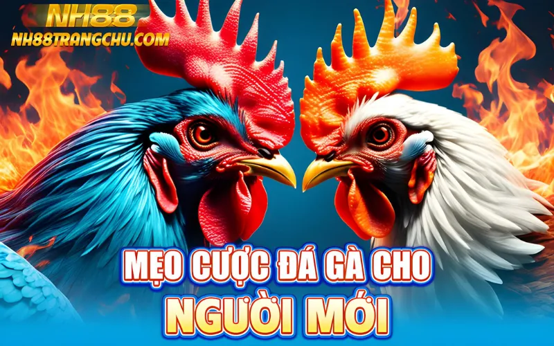 Mẹo đá gà NH88 cho người mới – chọn gà cân nặng, xem vảy, odds <0,05