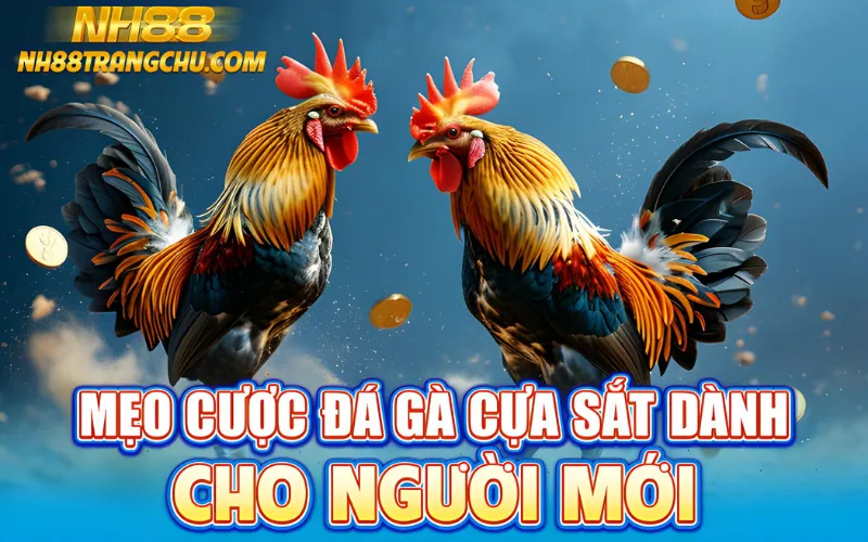 Mẹo cược đá gà cựa sắt NH88 cho người mới – soi vảy, cân nặng, khung giờ