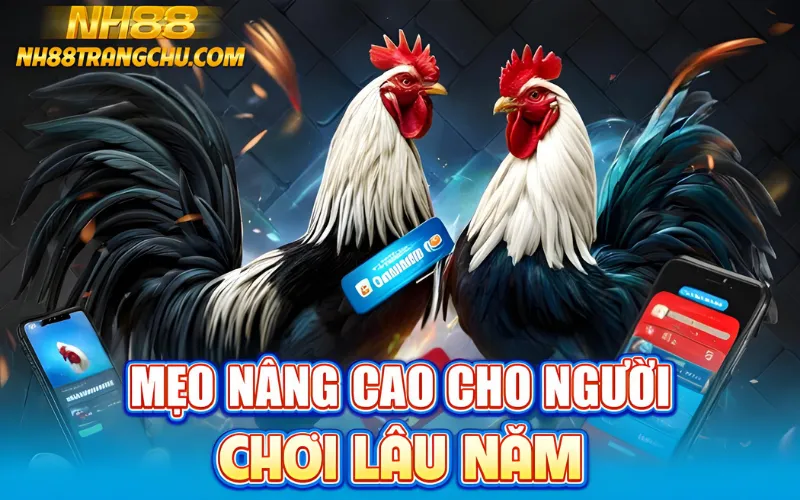 Mẹo nâng cao đá gà NH88 – lướt odds 0,02, cash-out, đọc lịch sử trại
