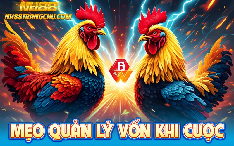 Mẹo quản lý vốn khi cược đá gà NH88 – flat 2 %, stop-loss 30 %, stack bonus"