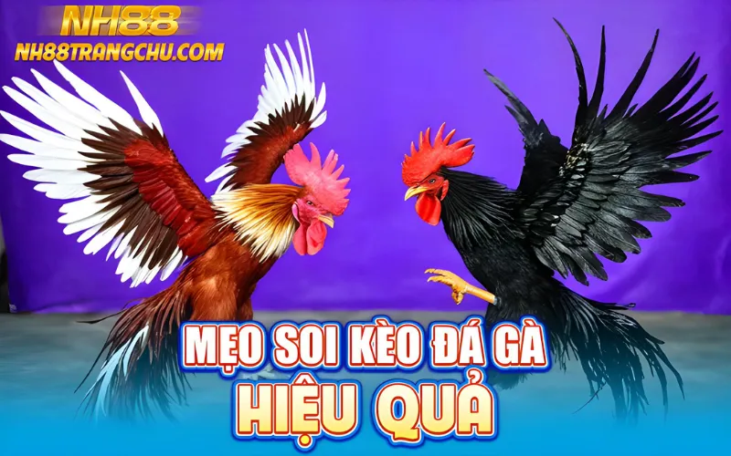 Mẹo soi kèo đá gà NH88 hiệu quả – chênh odds, khung giờ, flat bet