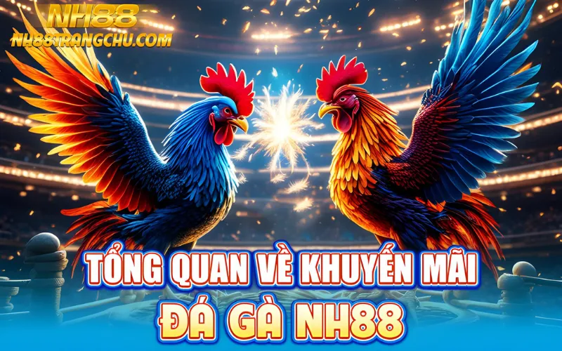 Tổng quan về khuyến mãi đá gà NH88 – mức thưởng & thời gian hiệu lực